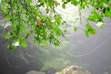 渓流