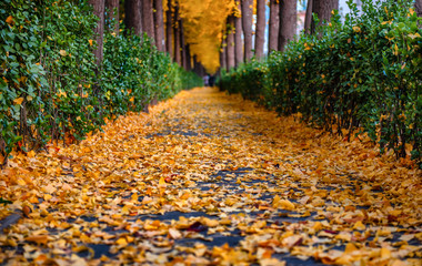 autumn in the park