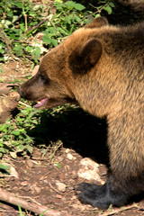 Eurasian Brown Bear.