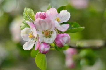 An apple tree in blooming