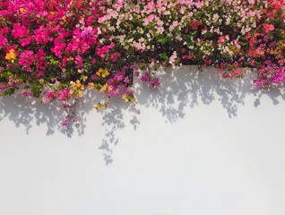  Colorful bougainvillaea flower with copy space.