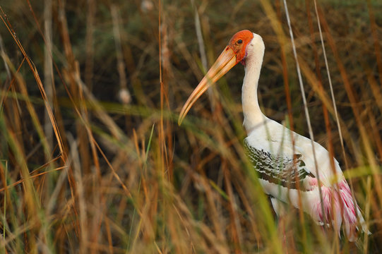 Painted stork standing in grass
