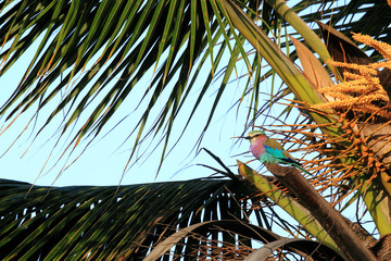 Lilac-Breasted Roller perched in tree.