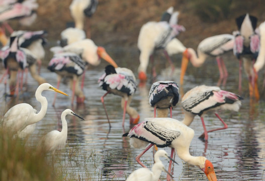 Painted storks standing in lake