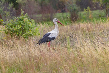 Obraz na płótnie Canvas A stork bird walks across the field in search of food.