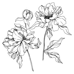 Peony floral botanical flowers. Black and white engraved ink art. Isolated peonies illustration element.