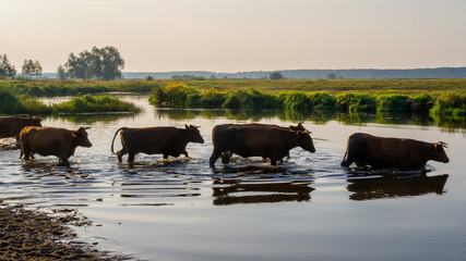 Krowy przeprawiają się przez Narew, Podlasie, Polska
