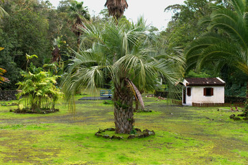 Palm tree  - Azores