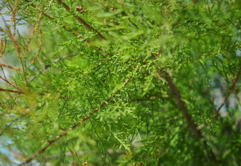 Fluffy green thuja lit by the sun, natural texture