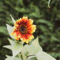 (Helianthus annuus) Sonnenblume mit geflammte zweifarbige Blütenblätter 