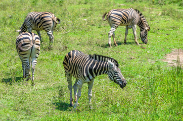 Fototapeta na wymiar A group of zebras eating grass in a field