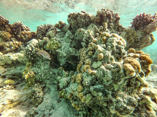 Underwater background and free space for your decoration. 