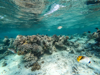 Underwater background and free space for your decoration. 