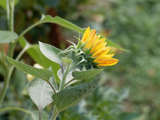 (Helianthus annuus) Bl&uuml;tenstand von Sonnenblumen