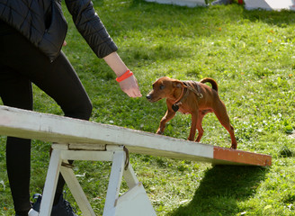 Training dogs for agility and speed.