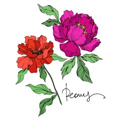 Peony floral botanical flowers. Black and white engraved ink art. Isolated peonies illustration element.