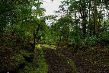 Fototapeta na wymiar Dirt road in the forest - Azores