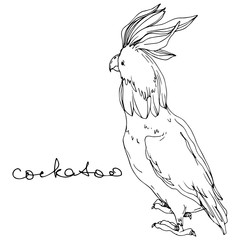 Vector Sky bird cockatoo in a wildlife. Black and white engraved ink art. Isolated parrot illustration element.