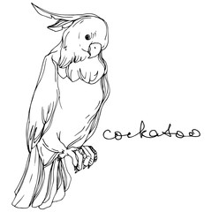 Vector Sky bird cockatoo in a wildlife. Black and white engraved ink art. Isolated parrot illustration element.