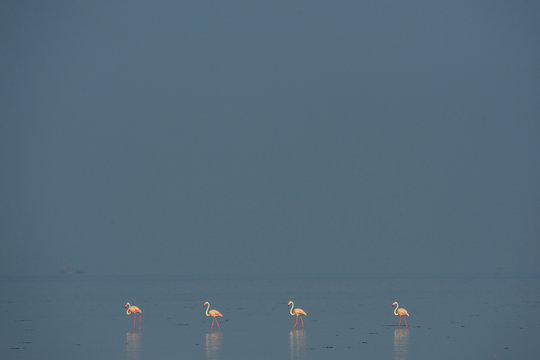 Flamingos stand on a row in water