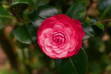 Camellia in the forest - Azores
