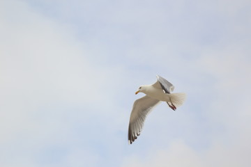 Seagull