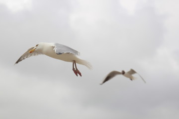 Obraz premium Seagull