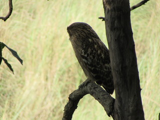owl sleeping 