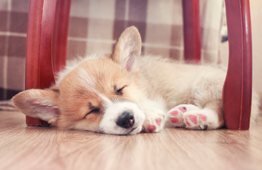 cute little puppy Corgi dog sleeping sweetly on the wooden floor with closed eyes and stretched legs