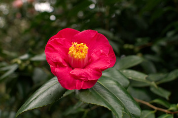 Camellia in the forest - Azores