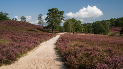 Hamburg Neugraben Wanderweg durch die Heide HD