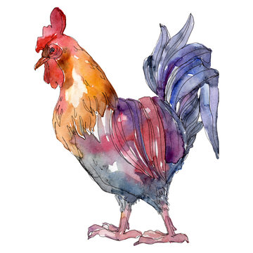 Cock farm bird isolated. Watercolor background illustration set. Isolated rooster illustration element.