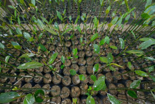 Mangrove saplings