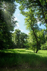 Fototapeta na wymiar Vertical Landscape with Lush Foliage