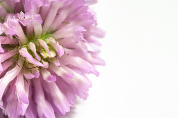 Clover flower pink on white  background macro