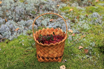 Fototapeta na wymiar A basket with lingonberry berries stands in a clearing in the forest. Autumn Harvest