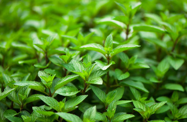 Mint plant grow at the vegetable garden