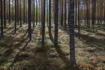 Nordic pine forest in evening light, municipality of Vaala in Kainuu, Finland