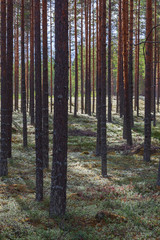 Fototapeta premium Nordic pine forest in evening light, municipality of Vaala in Kainuu, Finland