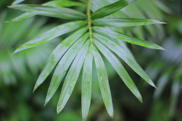 green leaves of palm tree