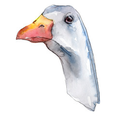 Goose head farm animal isolated. Watercolor background illustration set. Isolated goose illustration element. © yanushkov