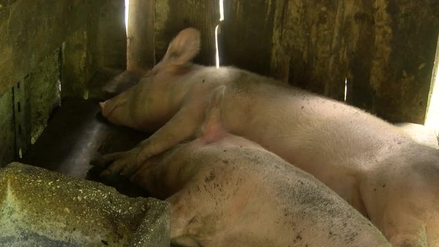 Two dirty pigs sleep in stable, flies fly around,sun shines through.