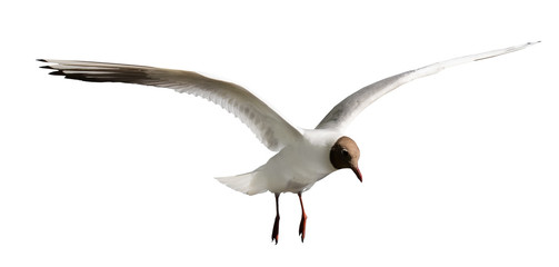 small isolated on white gull with black head in flight