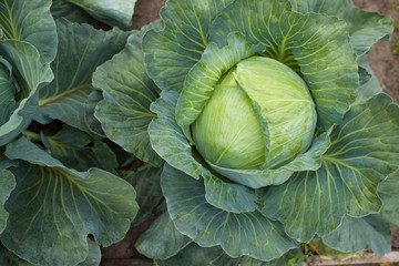 green cabbage plant field outdoor in summer agriculture vegetables