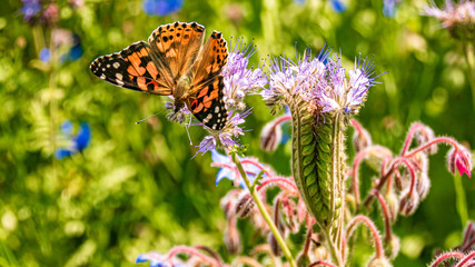 Macro of a beautiful cosmopolitan butterfly on a flower