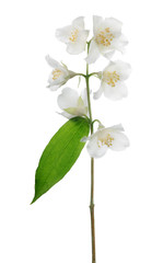 jasmine isolated branch with six white blooms