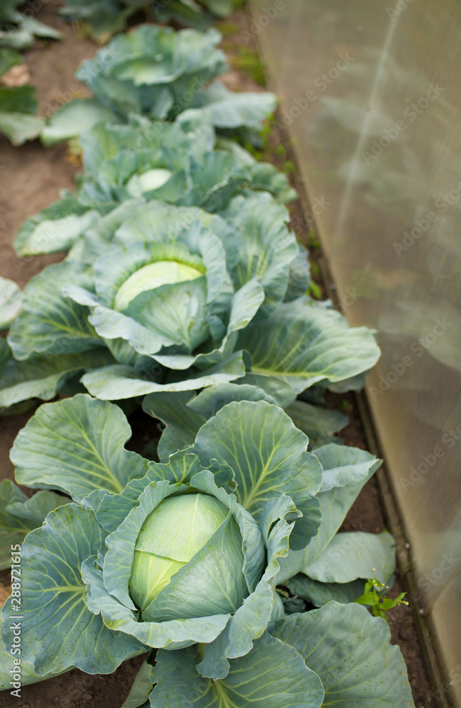 Canvas Prints green cabbage plant field outdoor in summer agriculture vegetables