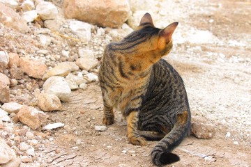 Portrait de chat tigré