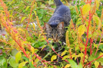 Portrait de chat tigré