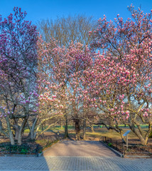 Central Park in spring with flowering magnolia